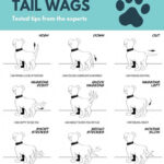 How To Read Dog Body Language TheDogTrainingSecret