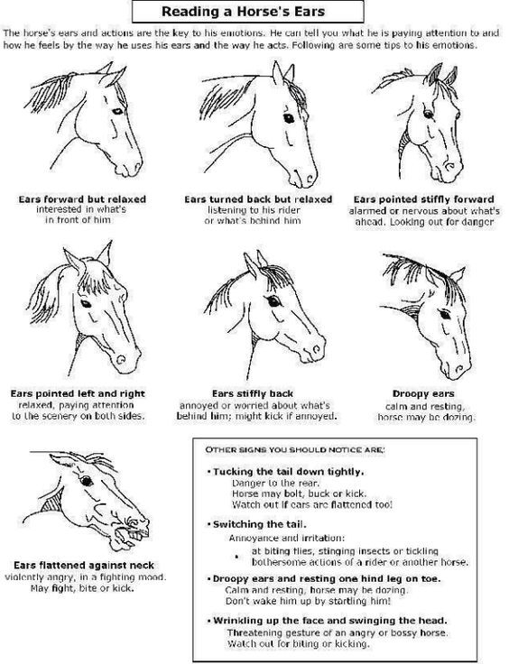 Image Result For Horse Body Language Horse Care Horse Ears Horse Health